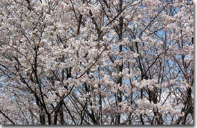 大島桜公園写真2
