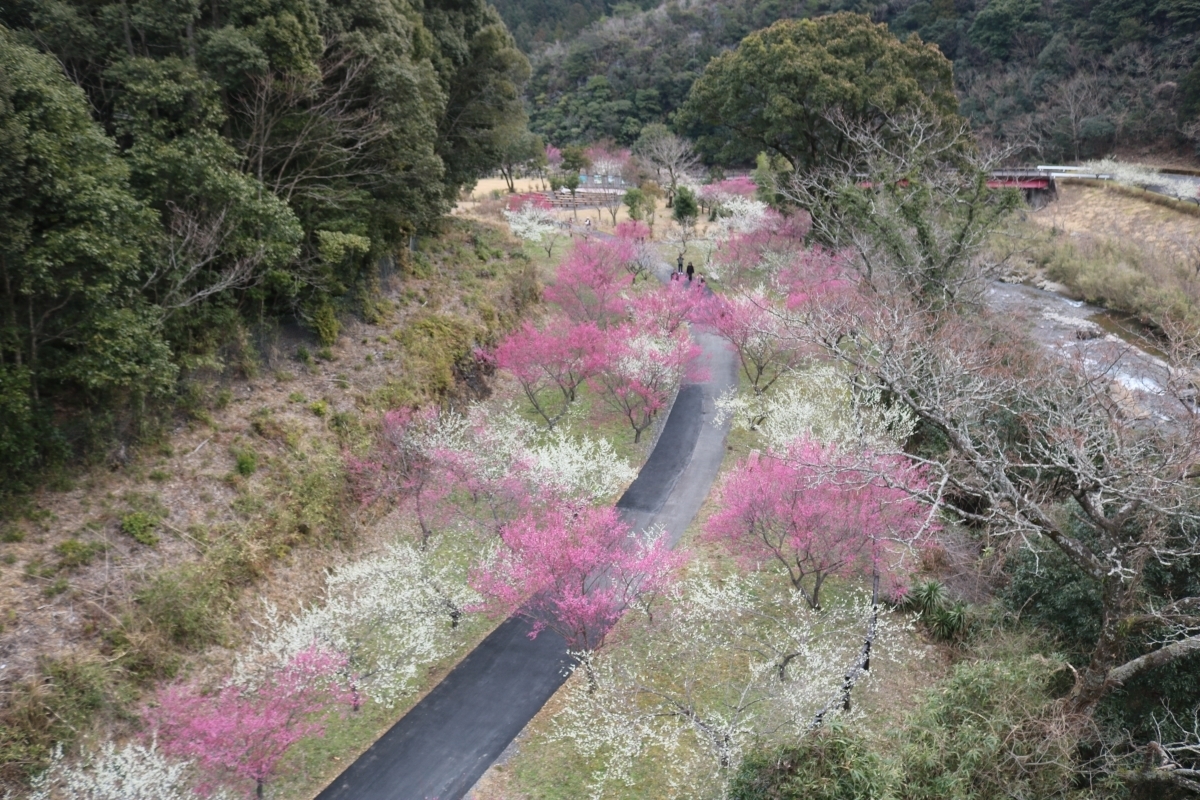 梅の木公園俯瞰写真