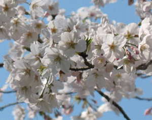 桜写真1
