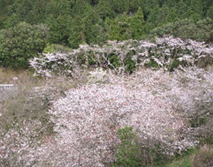桜写真2