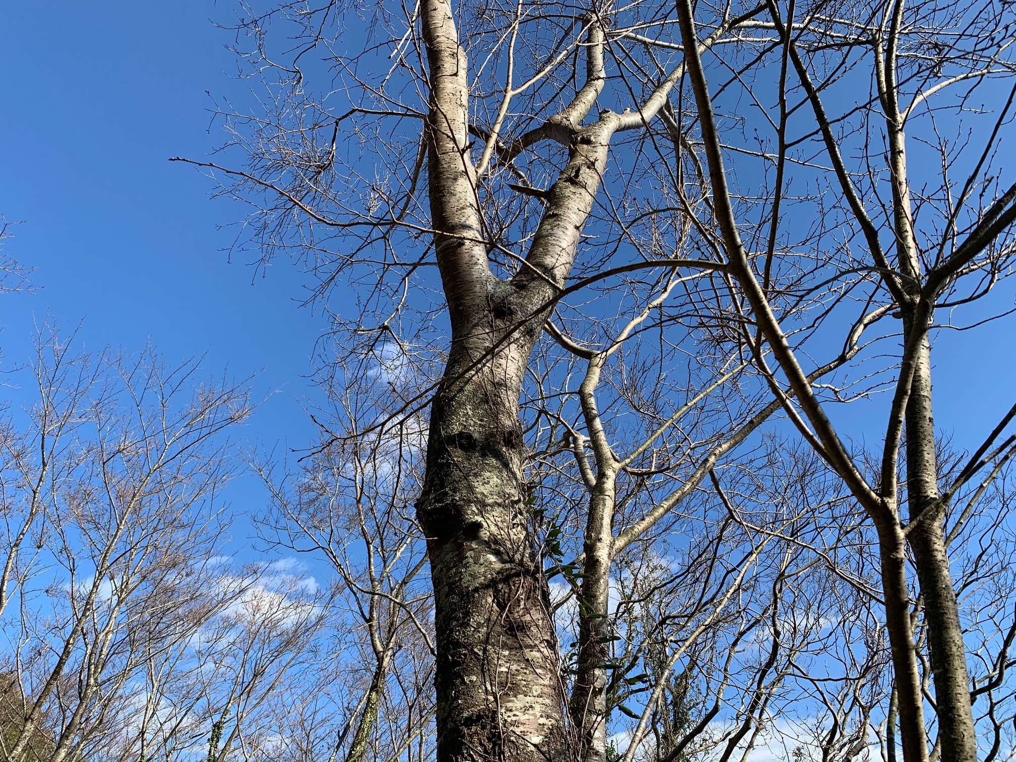0316大島桜公園2