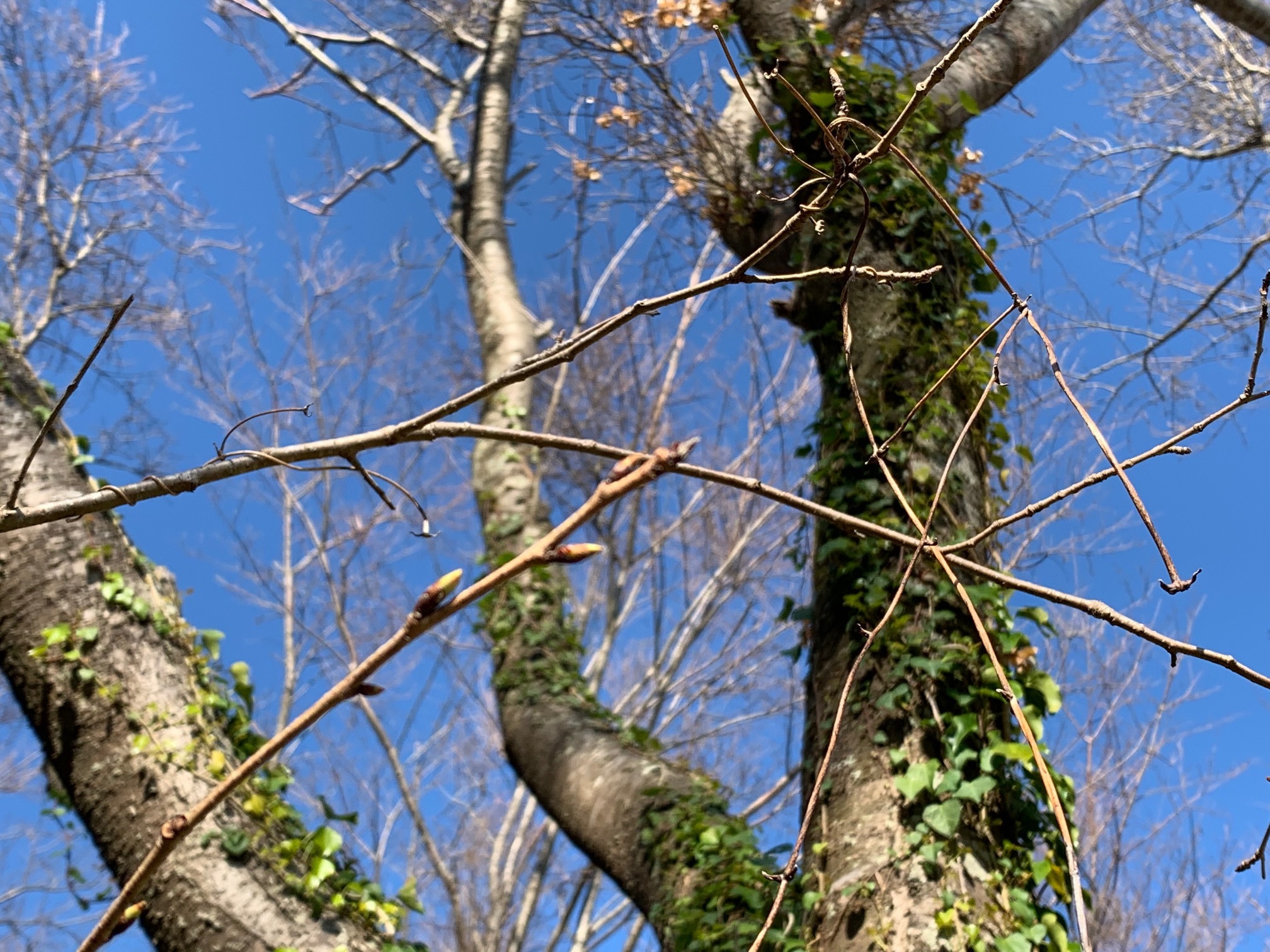 0316大島桜公園1