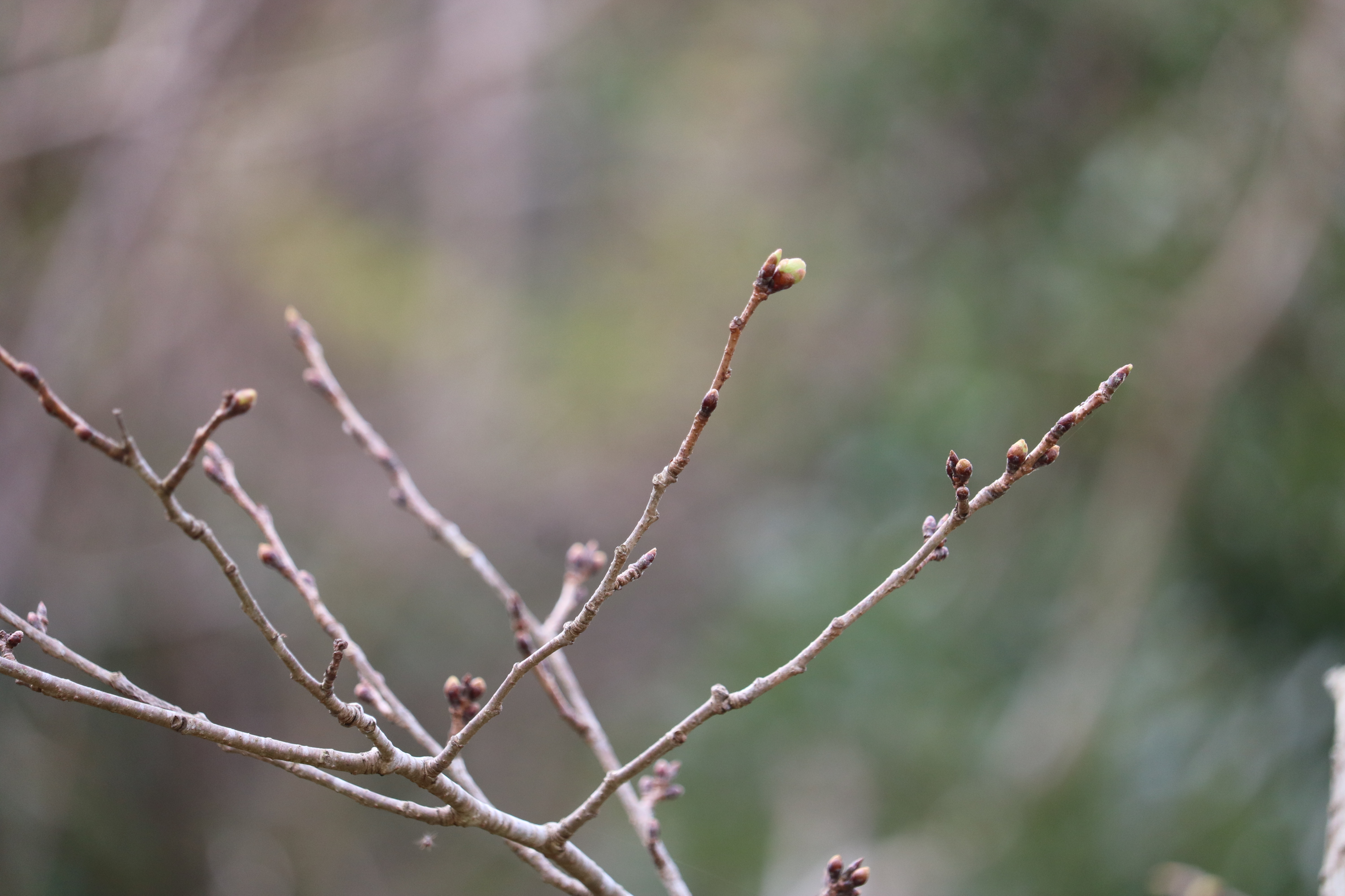 0319大島桜公園2