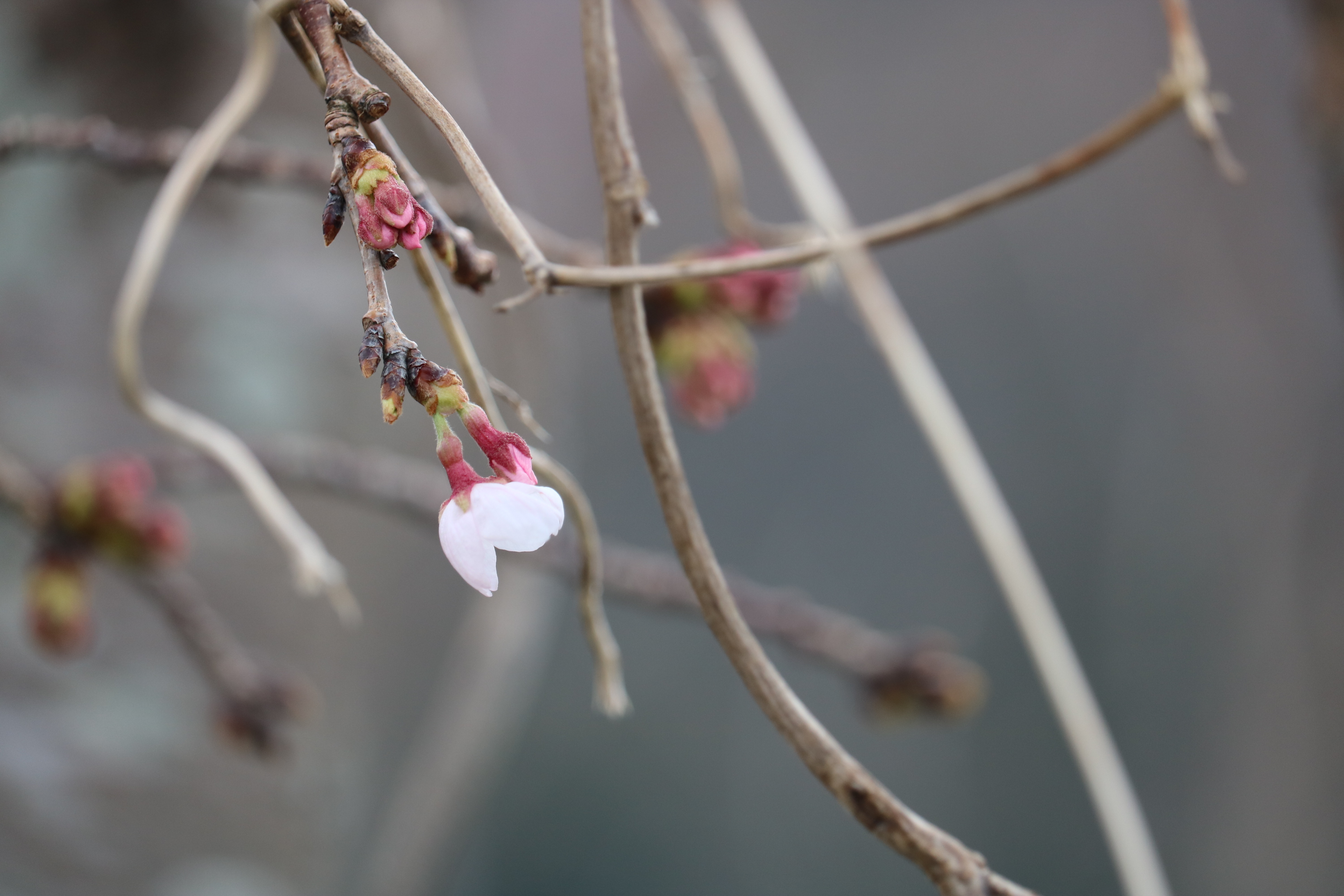 0319大島桜公園1