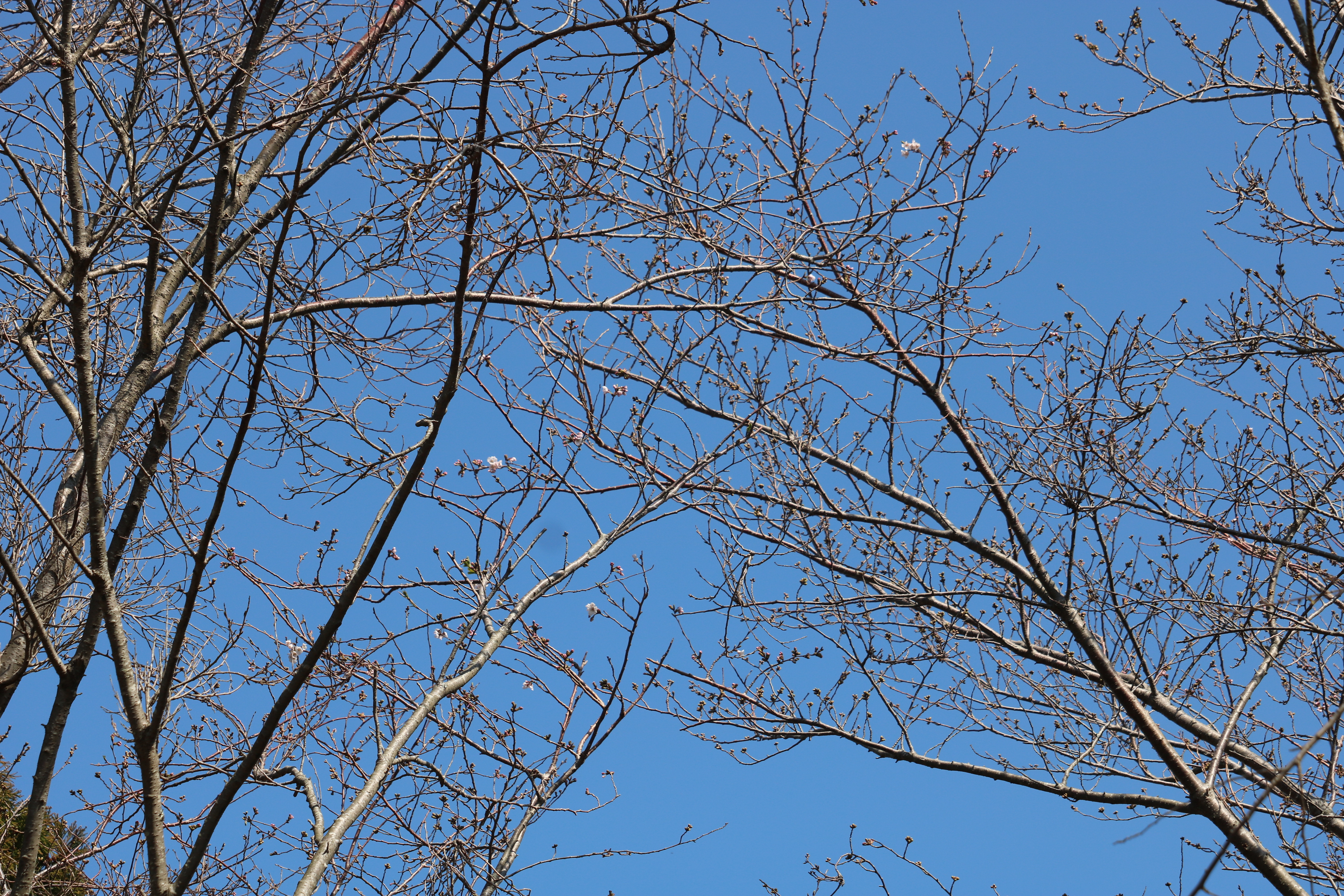 0323桜公園1.JPG