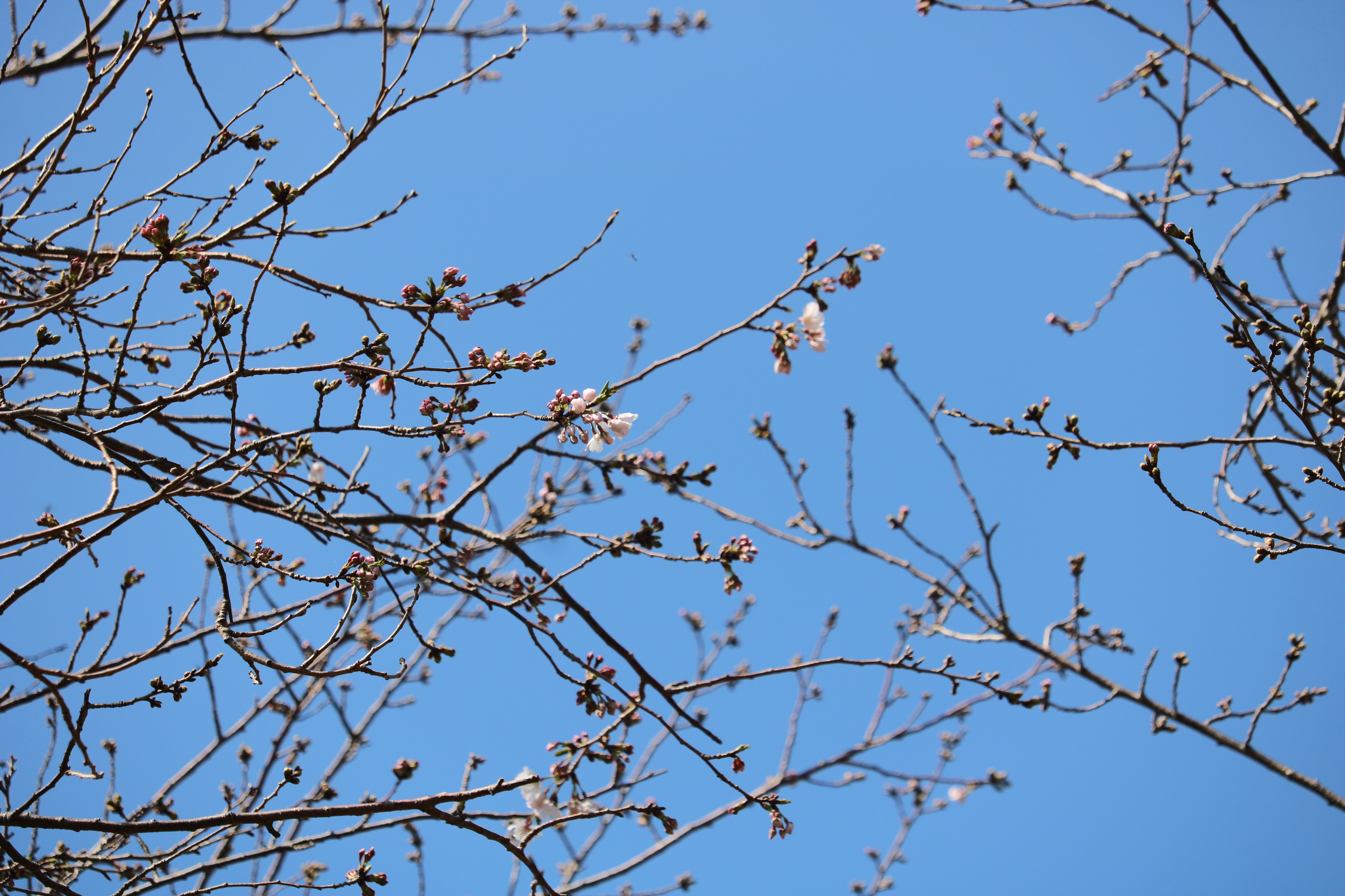 0323桜公園2.JPG