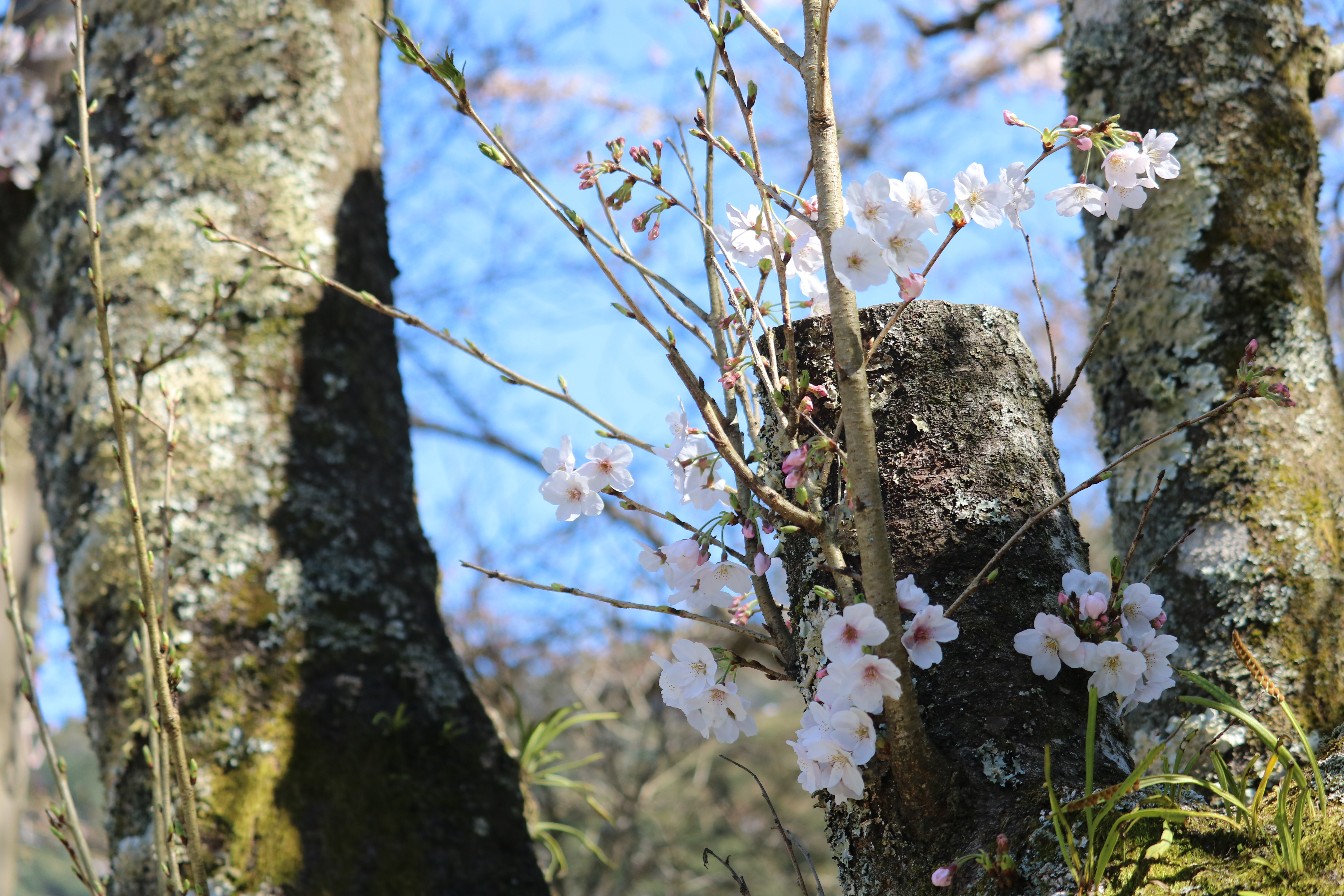 0323荒瀬山1.JPG