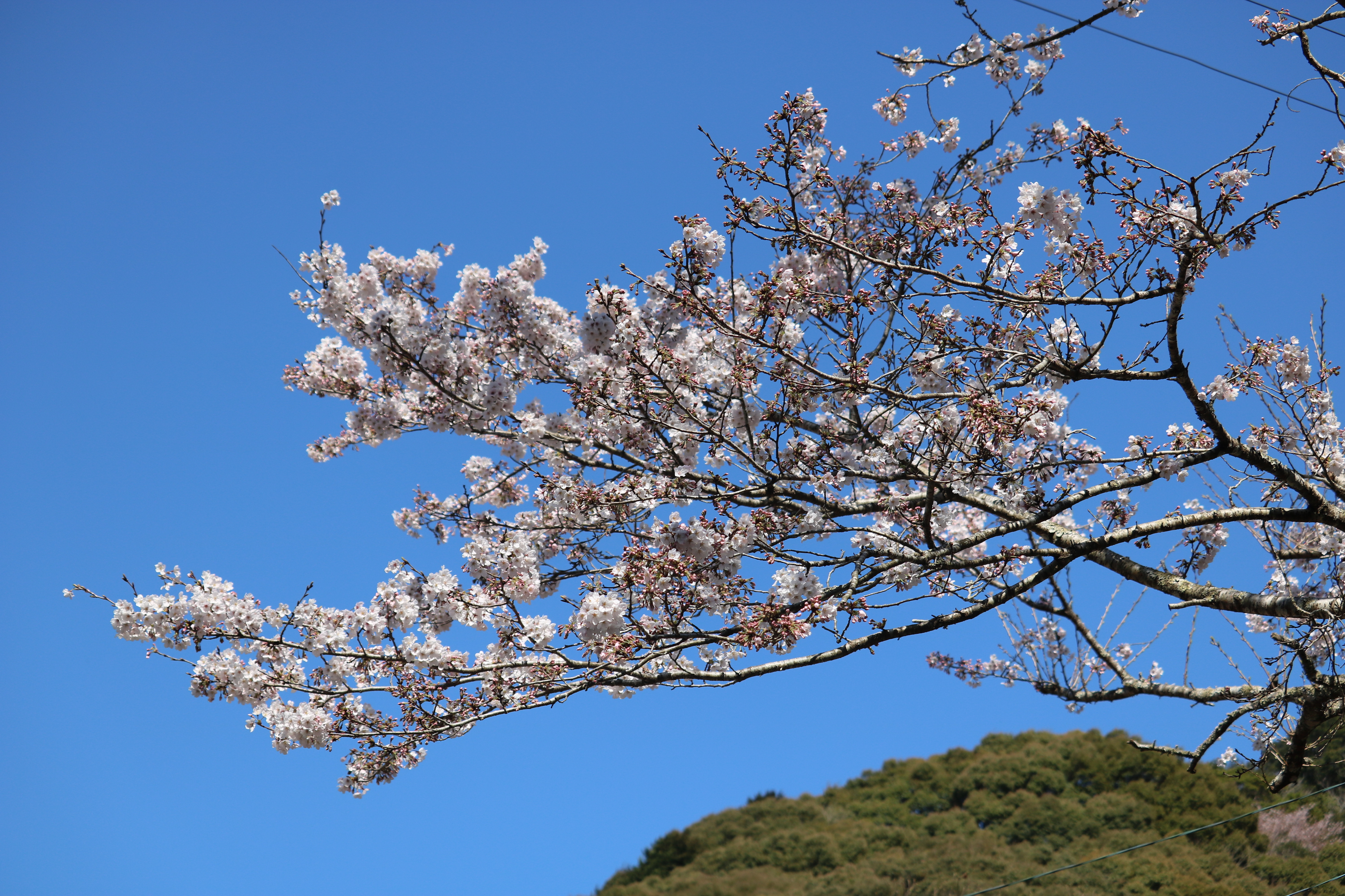 0323荒瀬山4.JPG