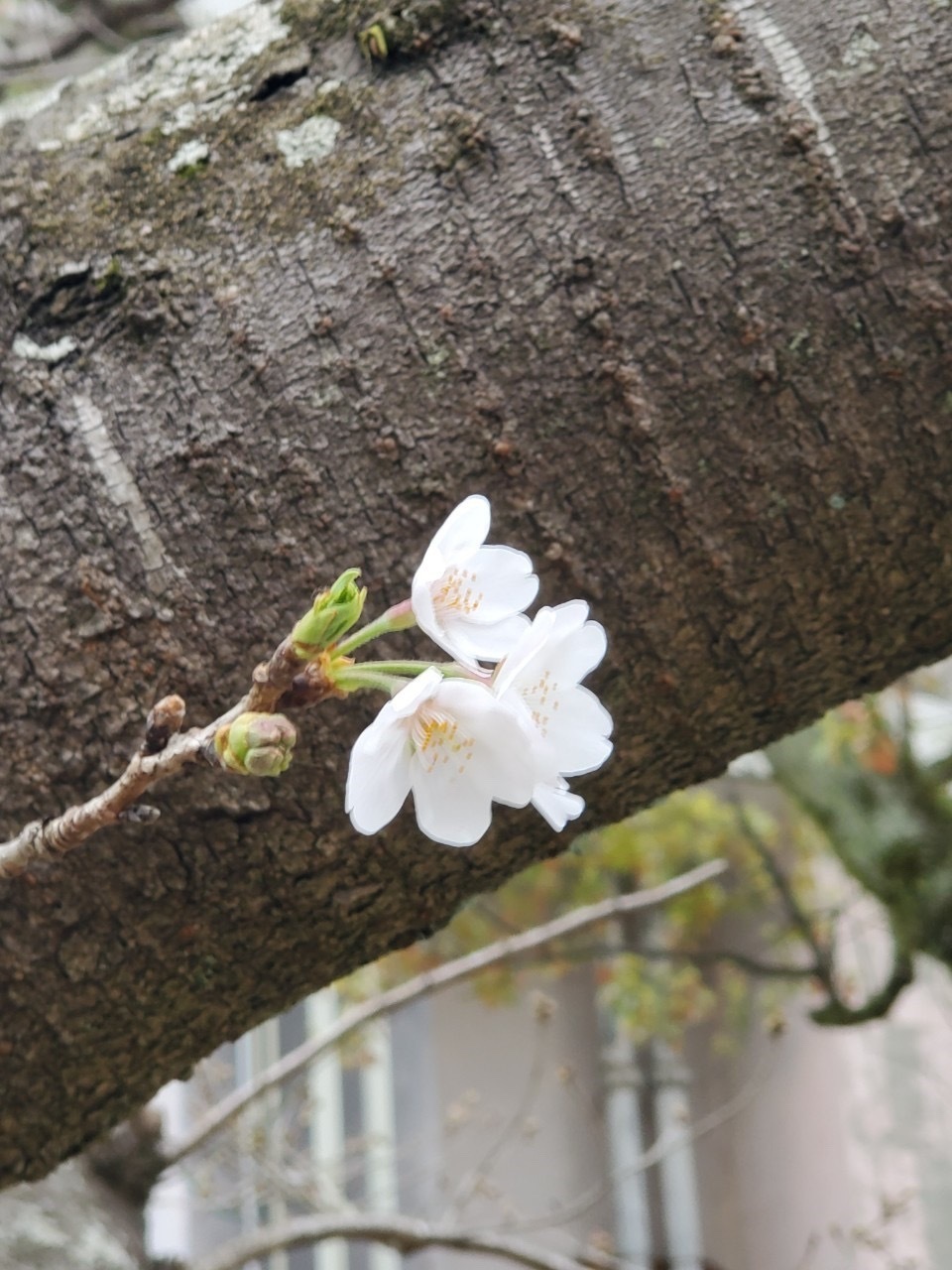 0326春長3