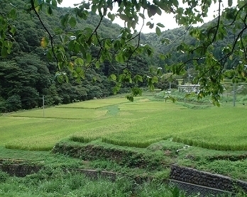 宿毛市の農業概要1