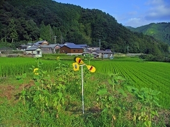 宿毛市の農業概要2