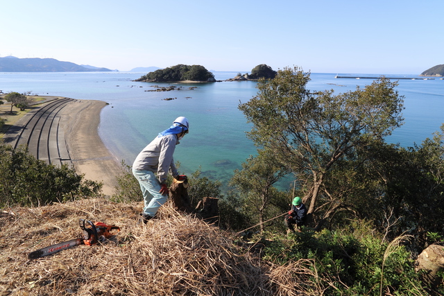 咸陽島公園　木の伐採風景