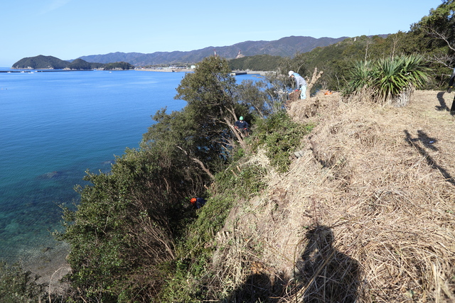 咸陽島公園　木の伐採風景