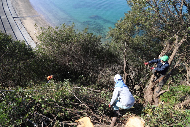 咸陽島公園　木の伐採作業