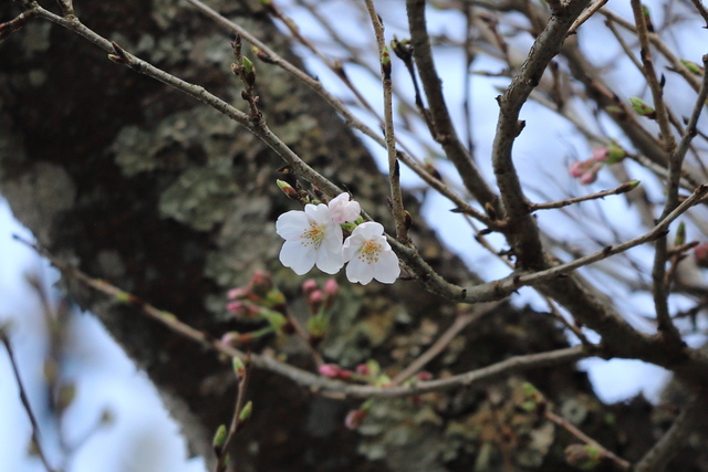 桜の開花