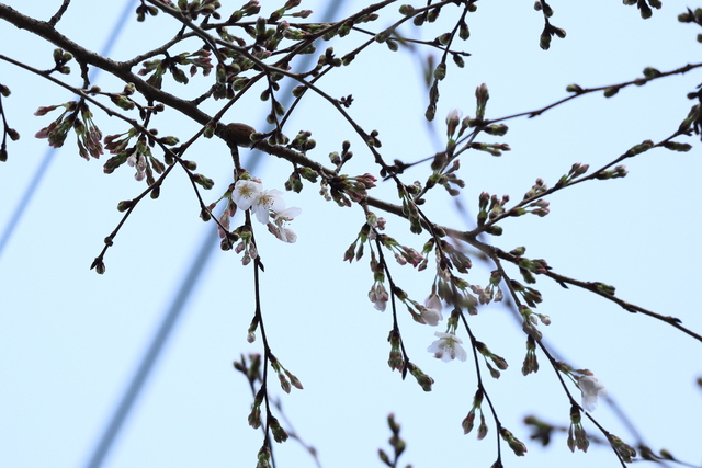 桜の開花