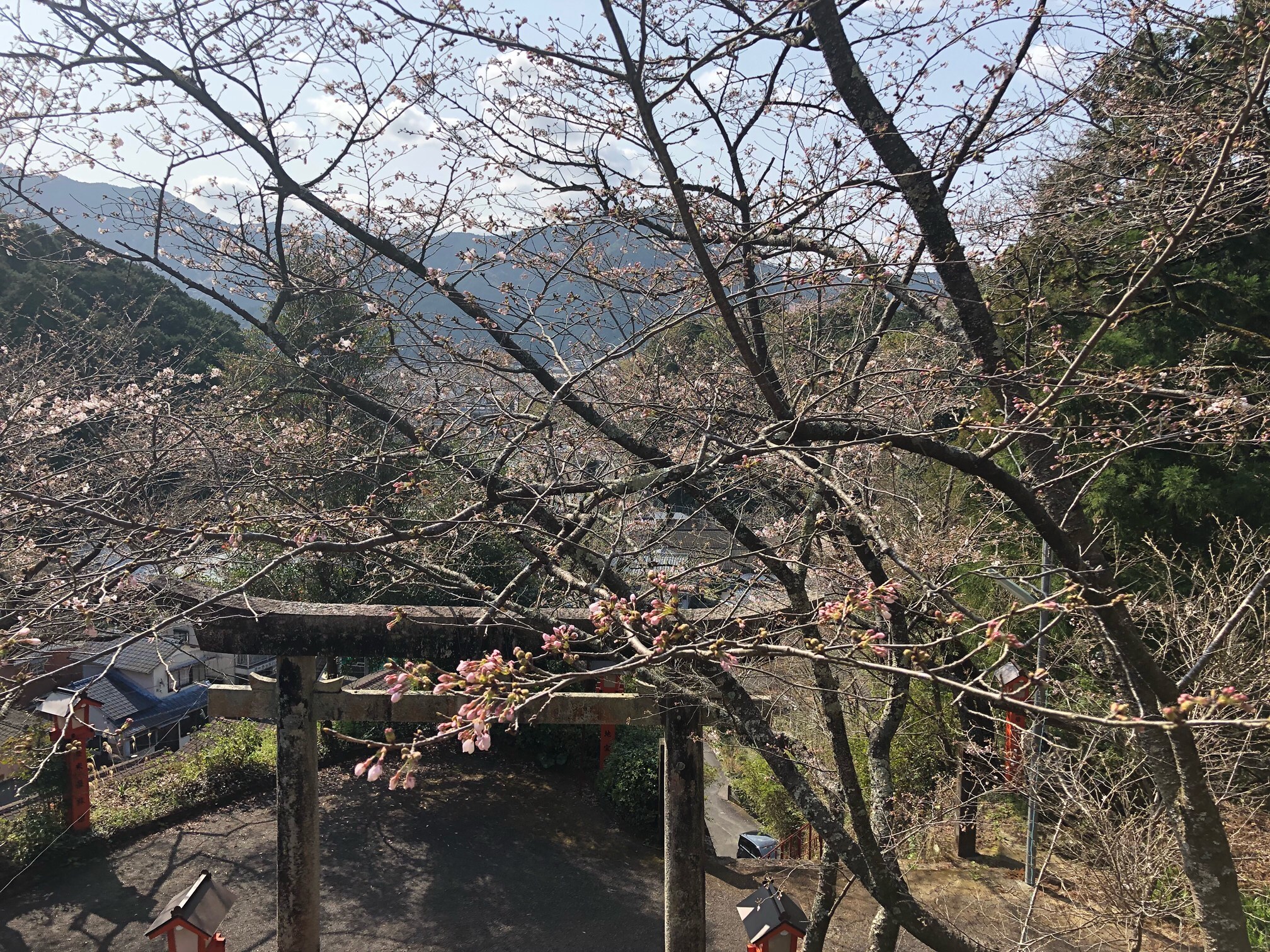 宿毛天満宮の桜(R3.3.19撮影)2.jpeg