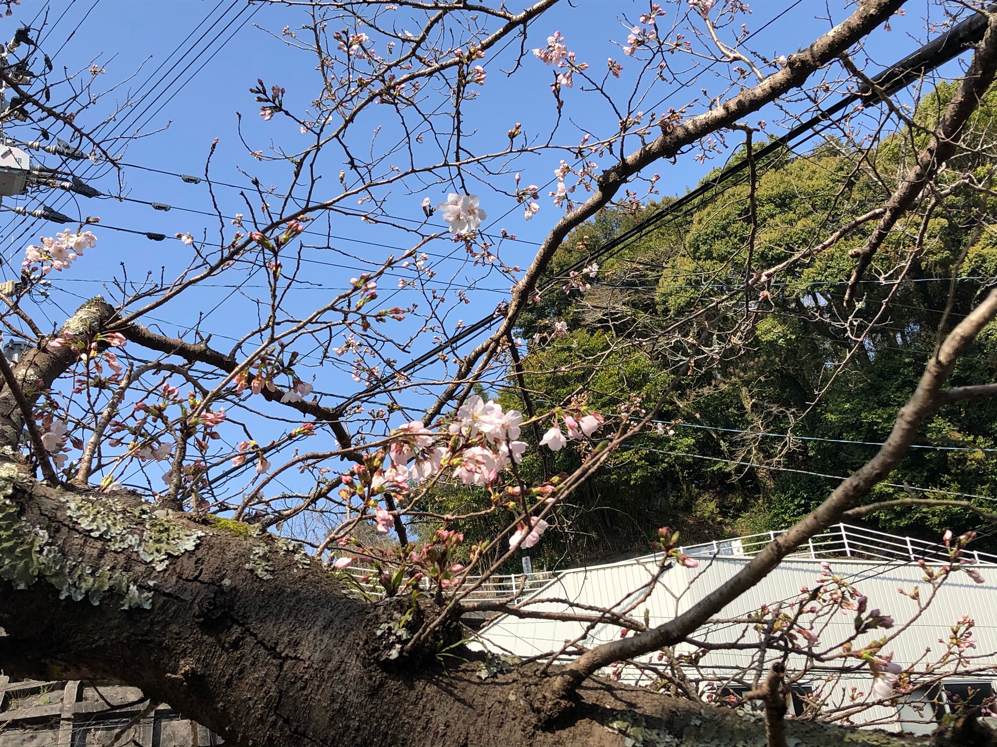 春長公園の桜(R3.3.19撮影)2.jpeg