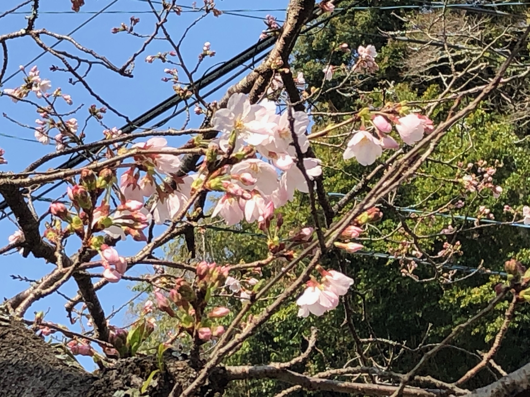 春長公園の桜(R3.3.19撮影)4.jpeg