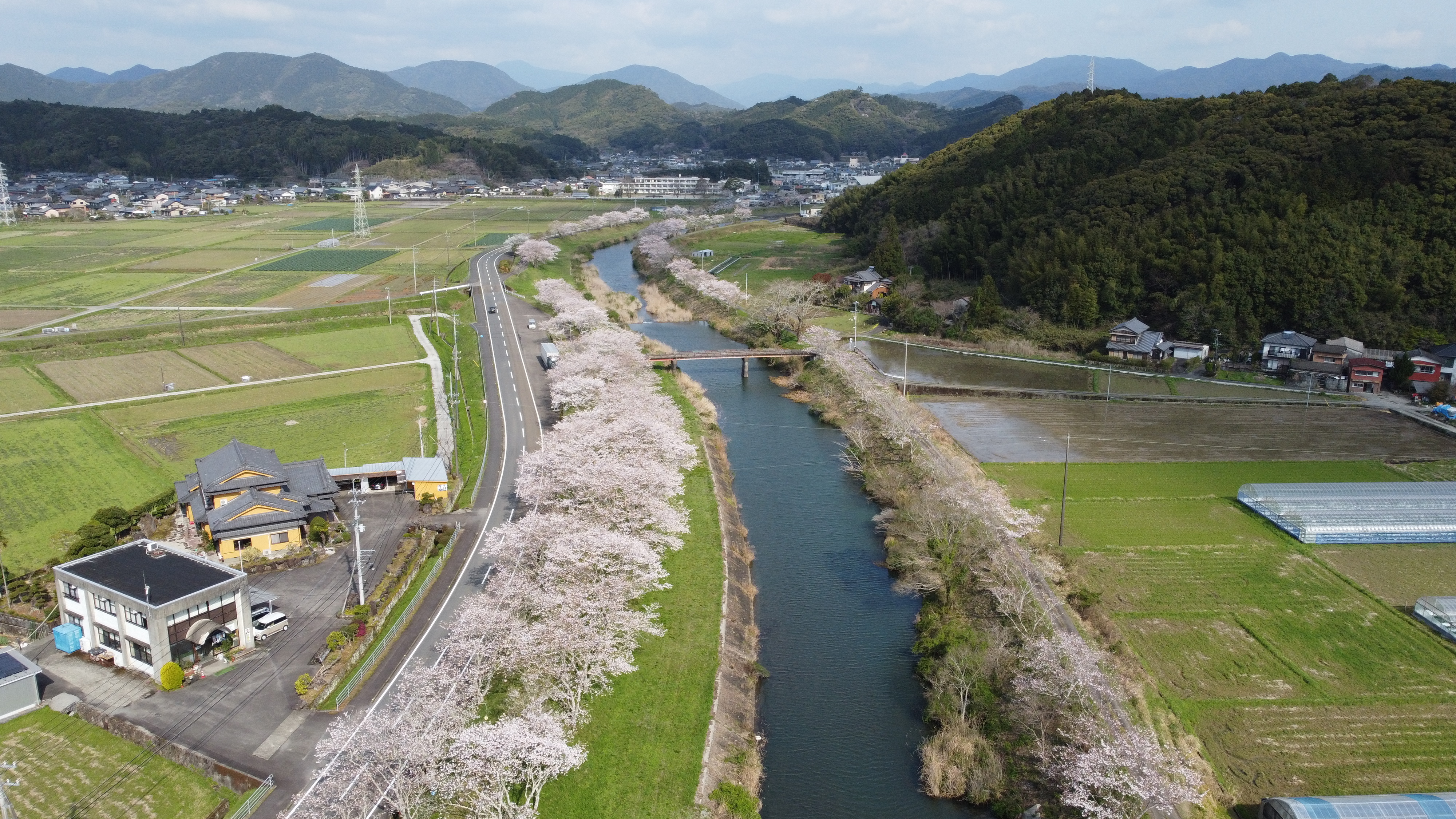 平田桜写真1