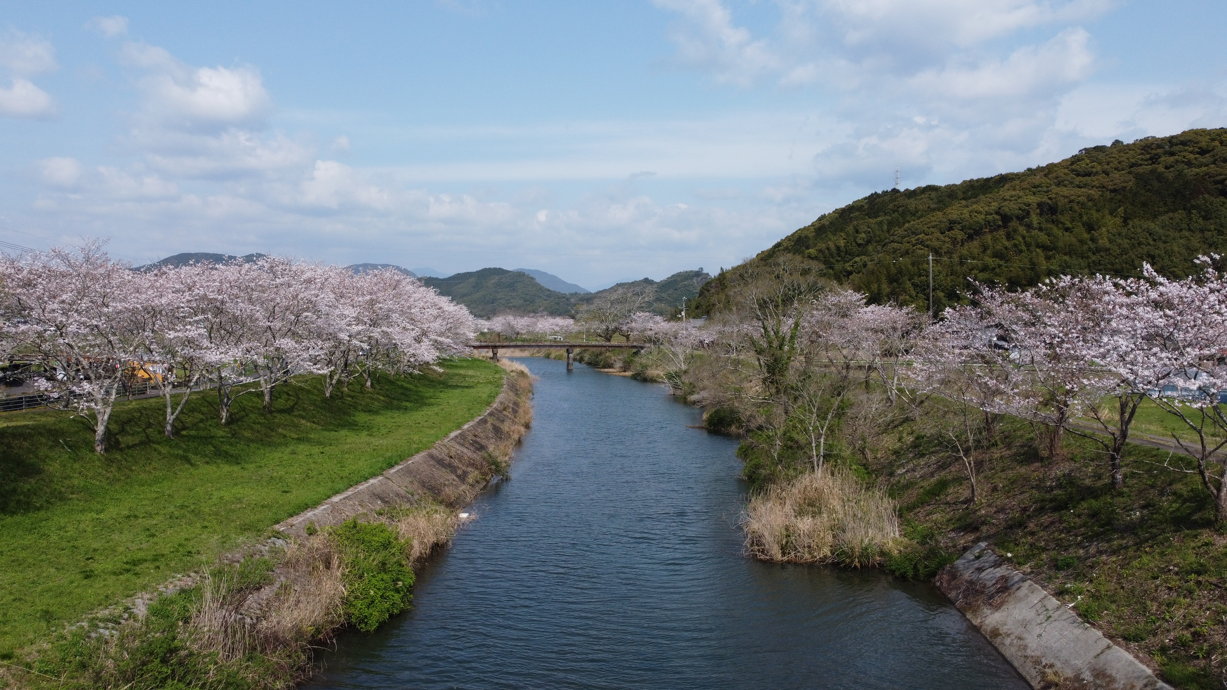 平田桜写真3