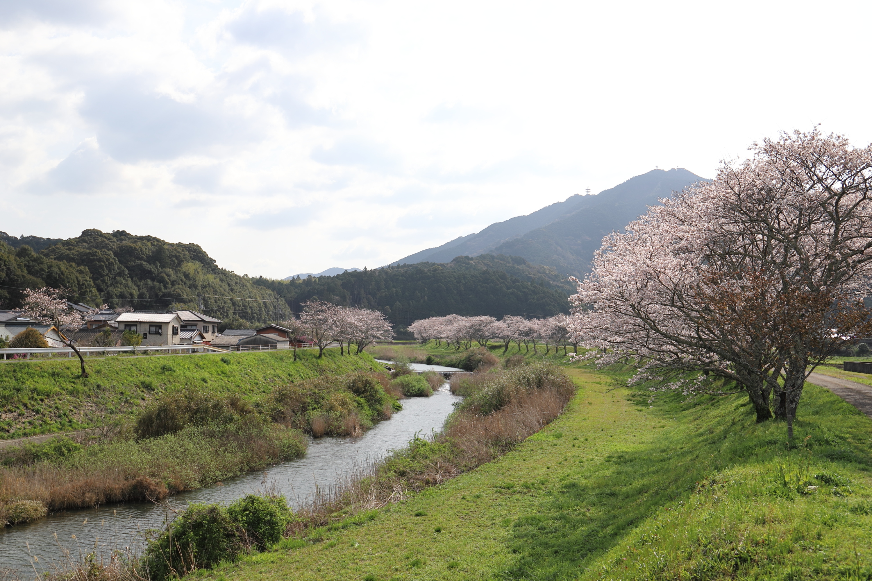 平田桜写真4