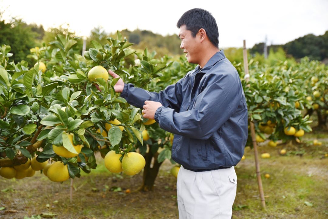 宿毛産土佐文旦   贈答用（柑橘類・文旦）