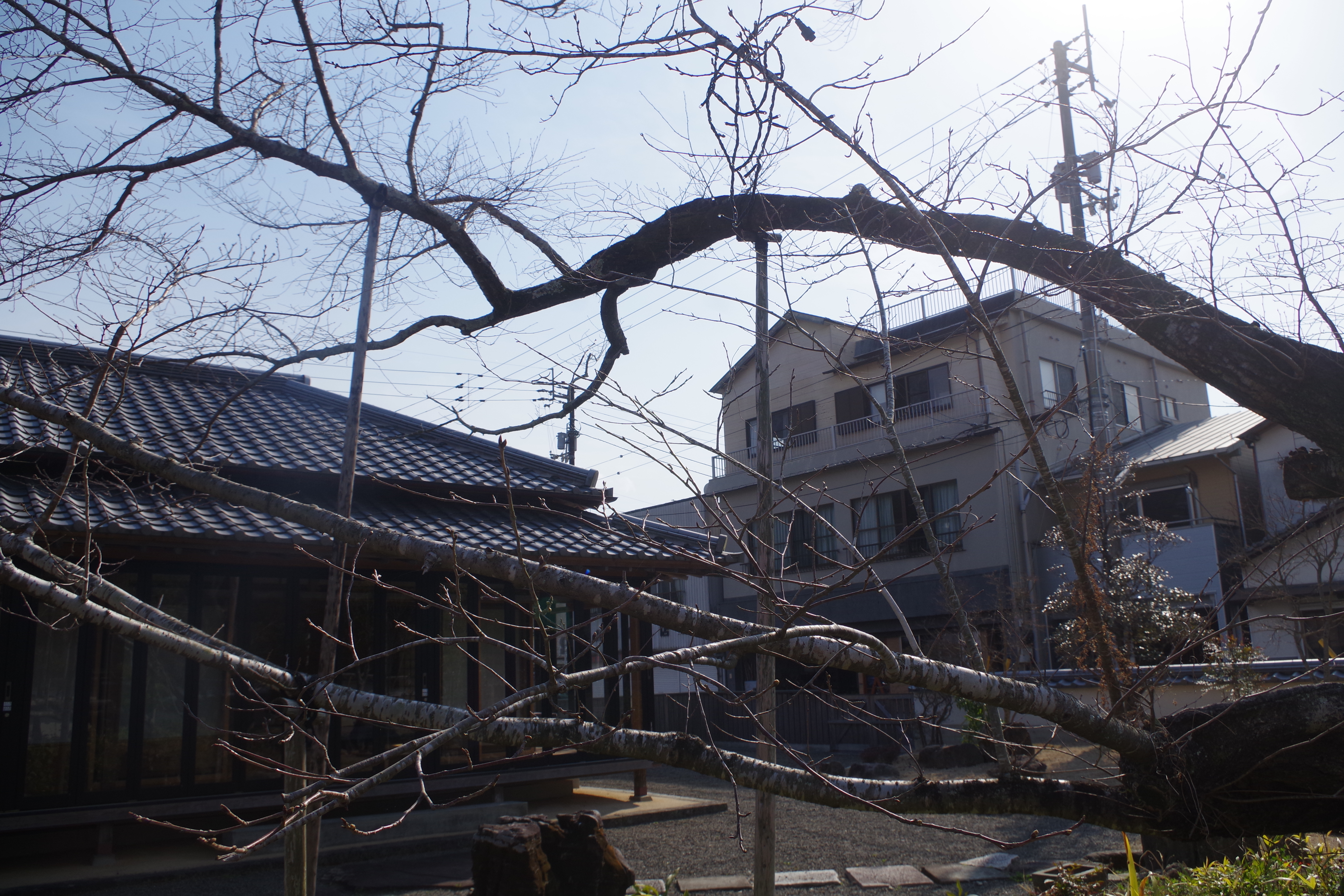 宿毛まちのえき林邸　桜1