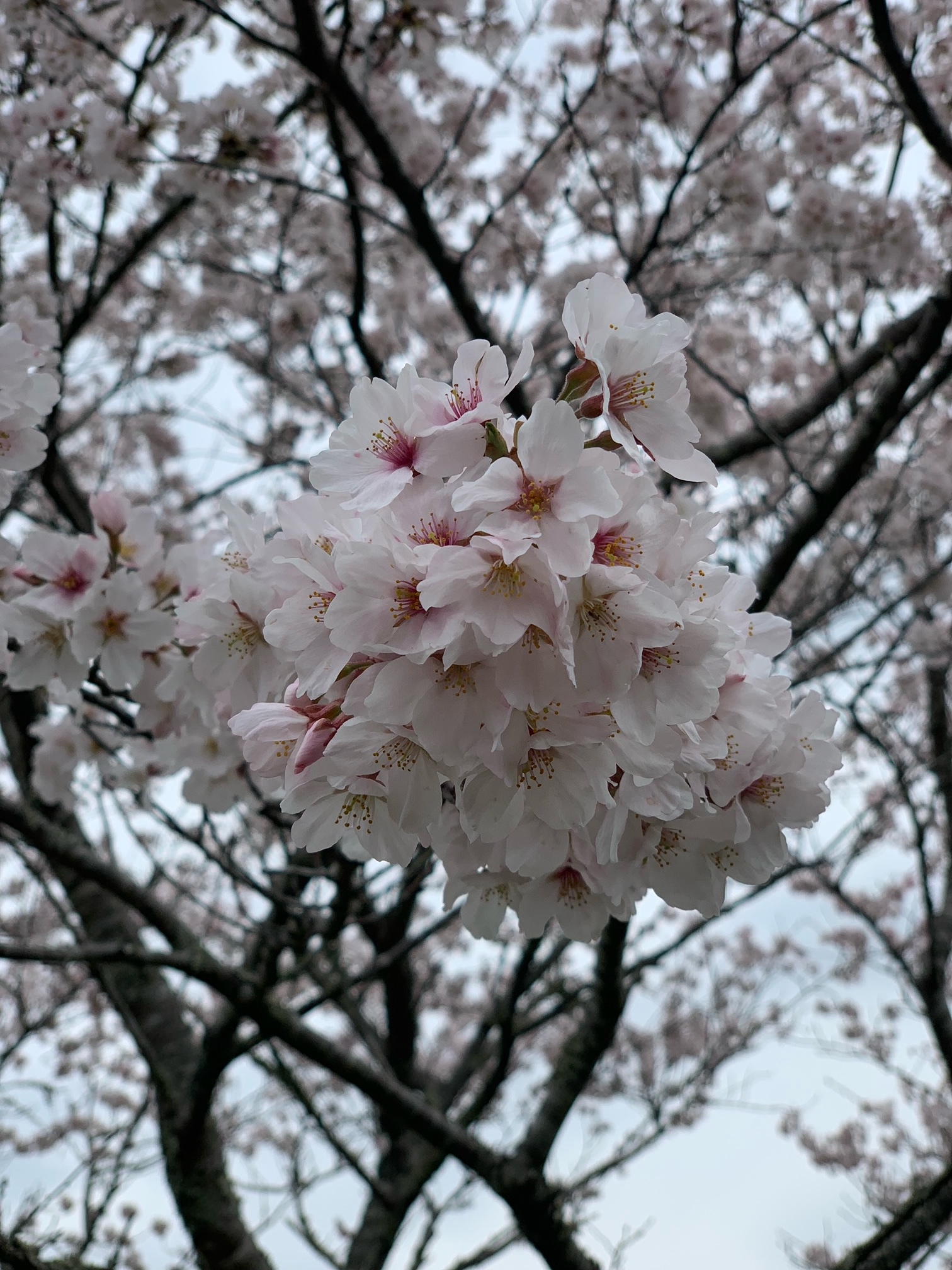平田町黒川の桜1