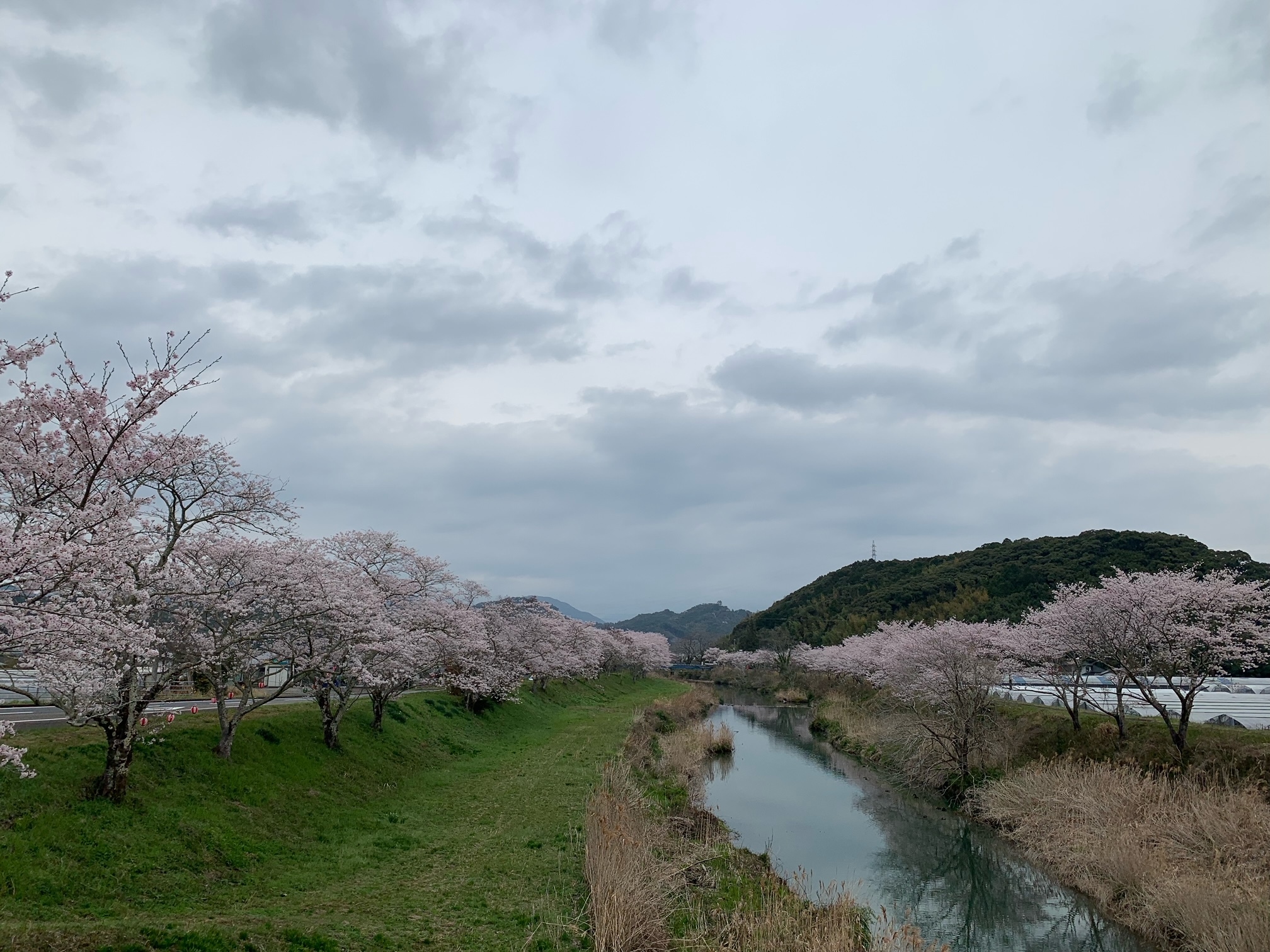 平田町黒川の桜2