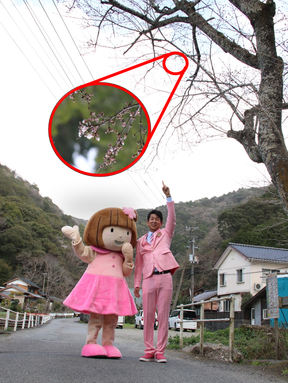 R5.3.15開花宣言.png