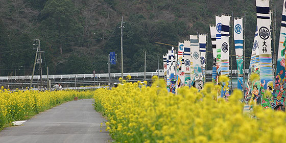 菜の花写真