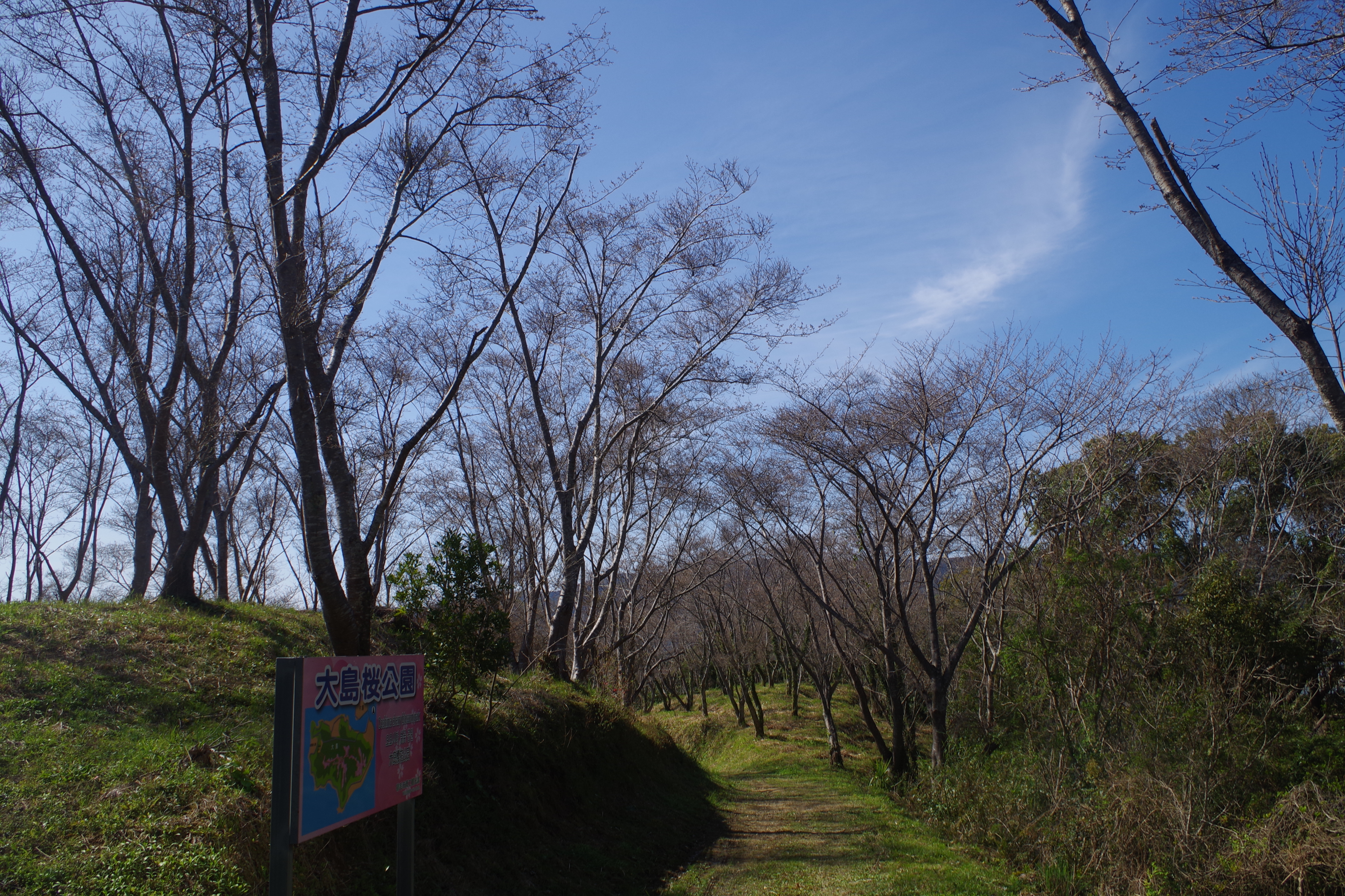 大島桜公園.JPG