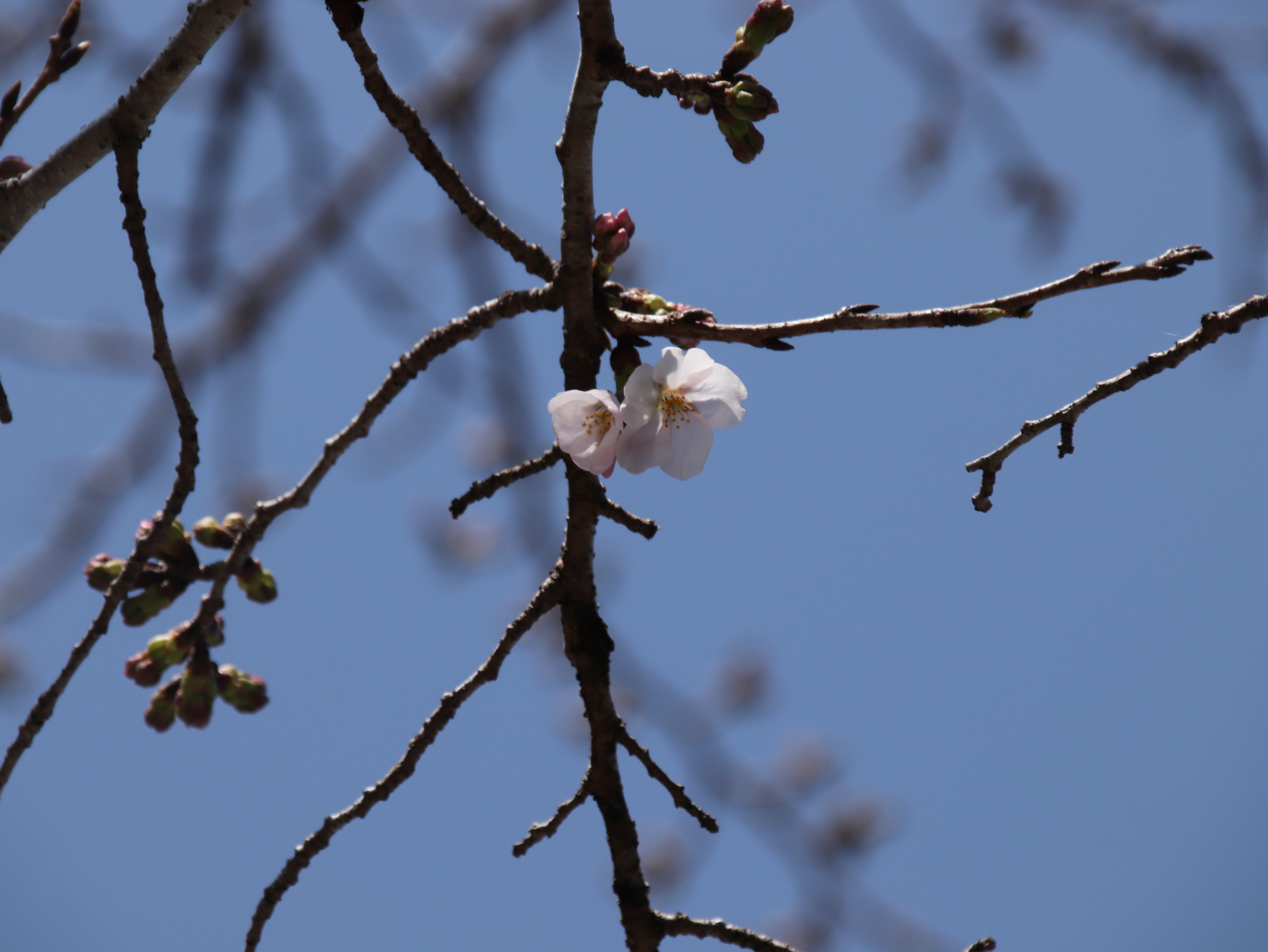IMG_1611.JPG