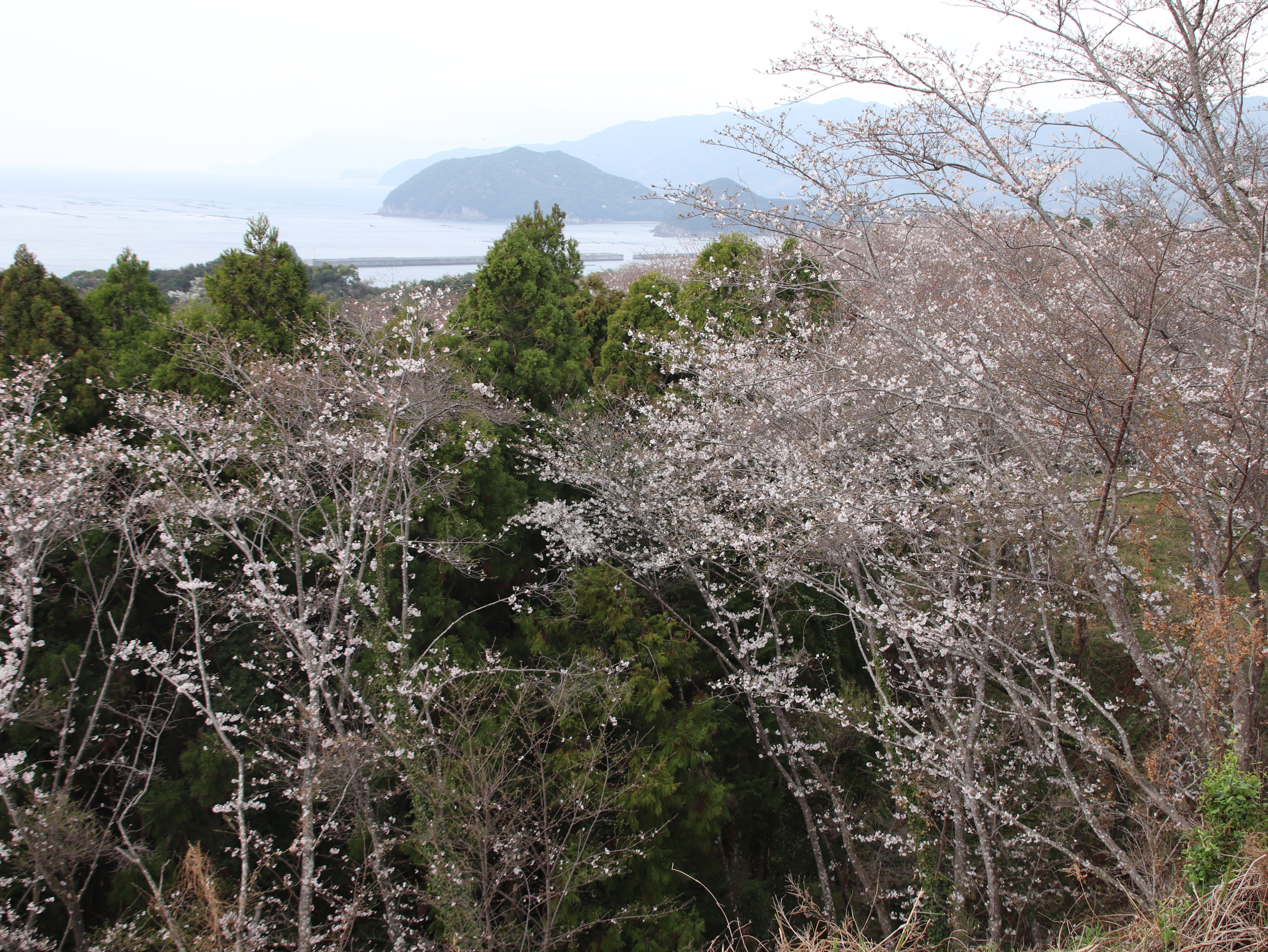 大島桜公園記事用.JPG
