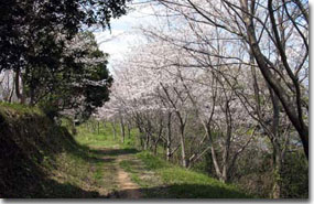 大島桜公園写真1