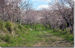 大島桜公園写真3